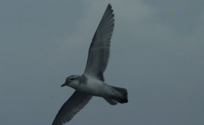 petrel