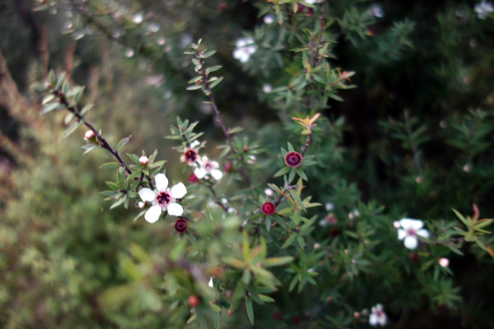 manuka