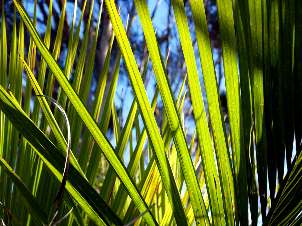 nikau