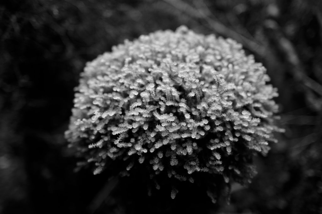 L1100226